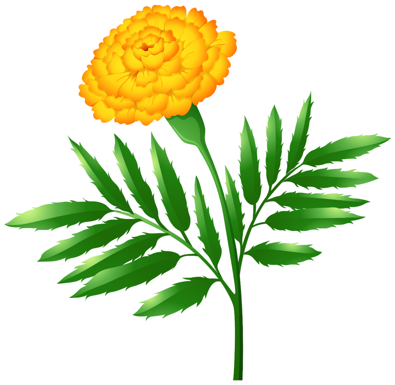 marigold image
